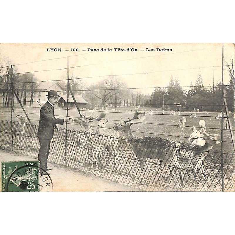 ABAO 69 - Rhône [69] Lyon - Parc de la Tête d'Or. Les Daims.