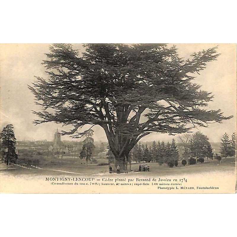 ABAO 77 - Seine-et-Marne [77] Montigny-Lencoup - Cèdre planté par Bernard de Jussieu en 1734.