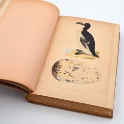 ABAO Sciences naturelles Des Murs - Musée ornithologique illustré. Description des oiseaux d'Europe, de leurs oeufs et de leu...
