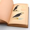 ABAO Sciences naturelles Des Murs - Musée ornithologique illustré. Description des oiseaux d'Europe, de leurs oeufs et de leu...