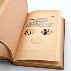 ABAO Sciences naturelles Des Murs - Musée ornithologique illustré. Description des oiseaux d'Europe, de leurs oeufs et de leu...