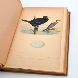 ABAO Sciences naturelles Des Murs - Musée ornithologique illustré. Description des oiseaux d'Europe, de leurs oeufs et de leu...