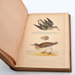 ABAO Sciences naturelles Des Murs - Musée ornithologique illustré. Description des oiseaux d'Europe, de leurs oeufs et de leu...
