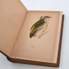 ABAO Sciences naturelles Des Murs - Musée ornithologique illustré. Description des oiseaux d'Europe, de leurs oeufs et de leu...