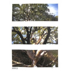 ABAO Photographie Cribier (Pascal) - Itinéraire d'un jardinier