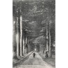 ABAO Brabant flamand Tervueren - Allée vers Ravenstein.