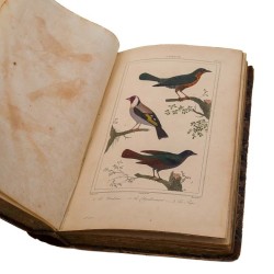 ABAO Sciences naturelles Buffon (Georges-Louis Leclerc de) - Recueils de 110 planches "Oiseaux". (Vauthier)