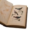 ABAO Sciences naturelles Buffon (Georges-Louis Leclerc de) - Recueils de 110 planches "Oiseaux". (Vauthier)