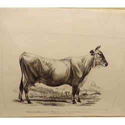 ABAO Sciences naturelles [Elevage] Notes sur l'élevage du bétail des espèces bovine, ovine et porcine de l'Empire d'Autriche.
