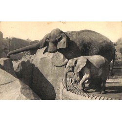 ABAO 75 - Paris [75] Paris 12 - Parc zoologique du bois de Vincennes. Un éléphant d'Asie femelle et Micheline, jeune éléphant...