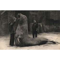 ABAO 75 - Paris [75] Paris 12 - Parc zoologique du bois de Vincennes. Le Repas de l'éléphant de mer.